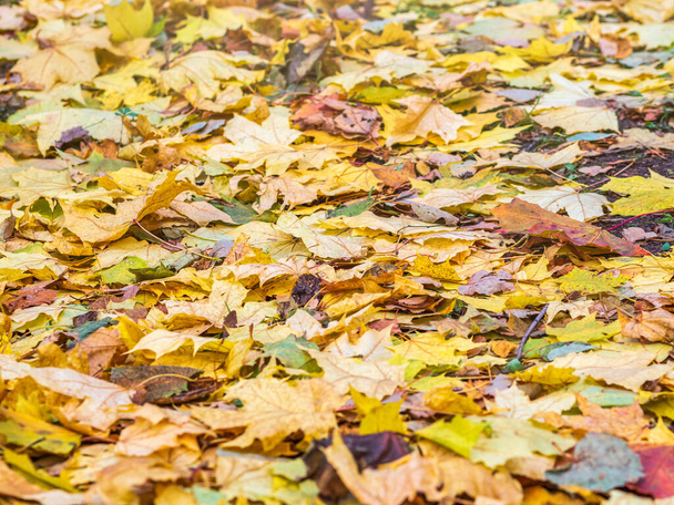 Fallen yellow and orange autumn maple leaves on green grass on the ground. Autumn horizontal background with dried leaves in the sunlight. - Foto, Bild