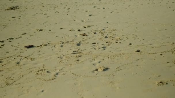 Promenade VDO sur la surface sablonneuse de la plage pleine d'empreintes de pas, des trous d'animaux, des traces et de la texture le long du chemin. Pour le bord de mer de l'île dans les vacances touristiques, faites chaque pas sur les pieds nus et mouillez-vous. - Séquence, vidéo