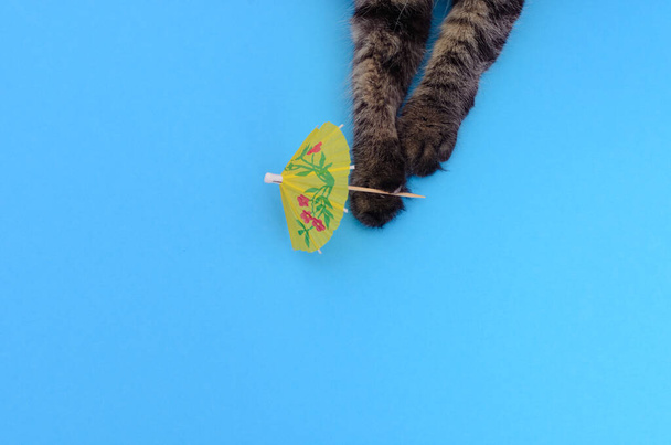 Kitten playing with shaker umbrella on yellow background. Beautiful kitten on colorful background. - Photo, Image