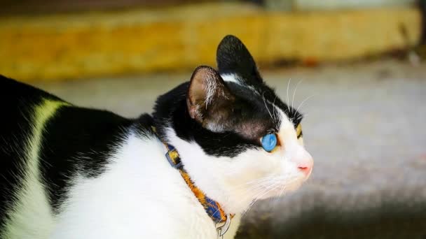 Genetische Anomalien ermöglichen es Katzen, zweifarbige Augen zu haben, was sehr selten ist und sie bei Sammlern einzigartiger Tiere beliebt macht. - Filmmaterial, Video