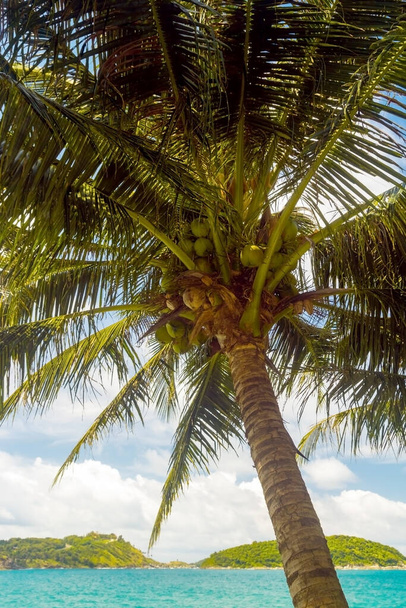 青空と白い雲の背景にココナッツの木 - 写真・画像