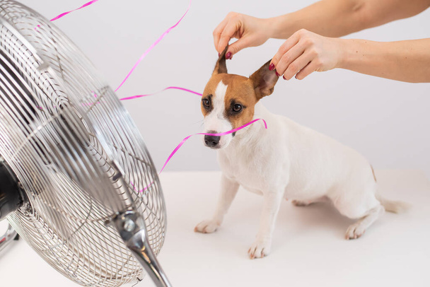 Jack Russell Terrier enjoys the cooling breeze from an electric fan on a white background. Woman holds dog ears for laughing - Photo, image