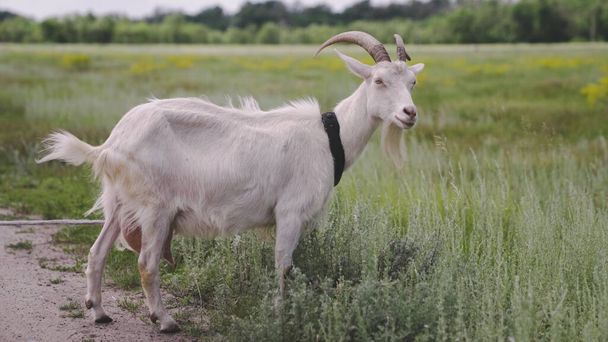 乳白色のヤギは、畑の緑の草を噛み、乳でいっぱいになり、小さな子供のための食べ物、農場で飼育されている家畜、農業、牧場でペットを歩く、健康的なヤギの概念 - 写真・画像