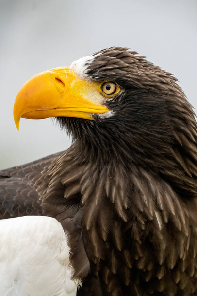 Primer plano de la cabeza de un águila marina de Steller. Pico y ojo amarillo, fosas nasales grandes. Contra el cielo y la hierba. - Foto, Imagen