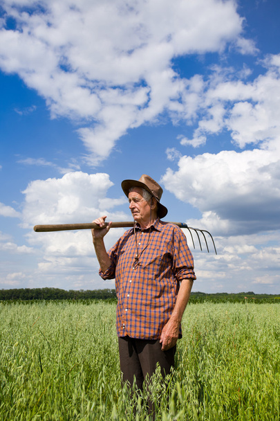Old man in oat field - Fotoğraf, Görsel