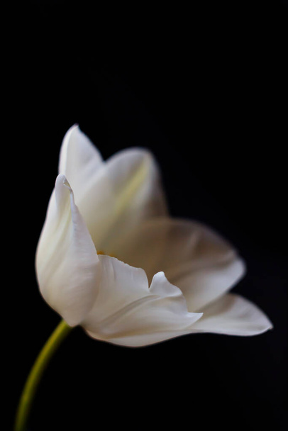 tulipan na czarnym tle zbliżenie. Zdjęcie. makro - Zdjęcie, obraz