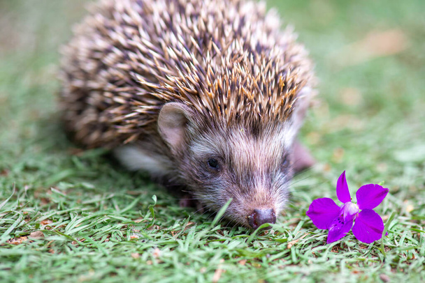 pequeno ouriço em um prado com uma flor lilás - Foto, Imagem
