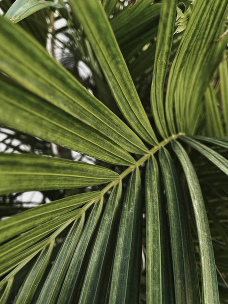 Closeup of green exotic tropical palm leaf. Nature background - 写真・画像