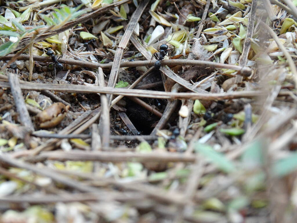 Yaprak Kesen Karıncalar Grubu. Bilimsel adı: Atta cephalotes, yapraktan dairesel desen kesiyor. - Fotoğraf, Görsel