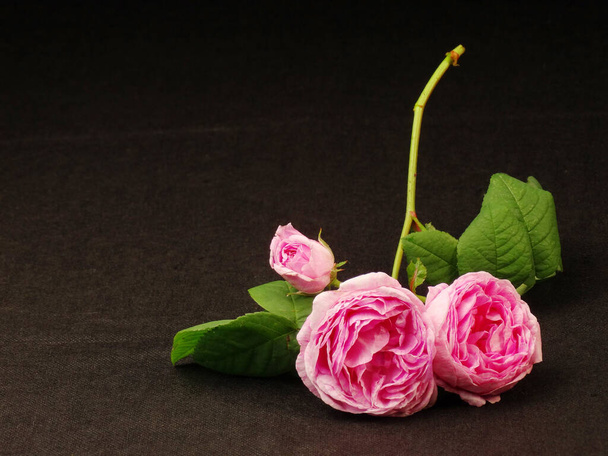 Nahaufnahme von Tee-Rosenblüten auf schwarzem Hintergrund                          - Foto, Bild