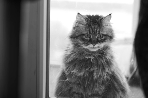  tabby cat  Maine Coon Norwegian Forest Cat  - Photo, Image