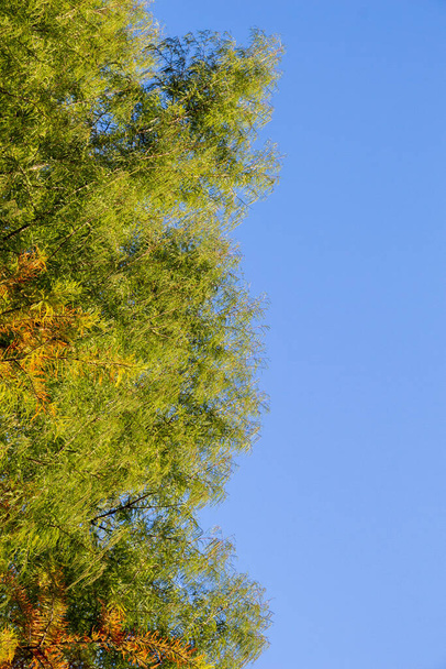 A vertical shot of the part of tree leaves with branches with sky view - Фото, изображение