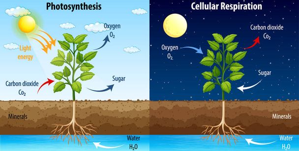 Schéma illustrant le processus de photosynthèse et de respiration cellulaire - Vecteur, image