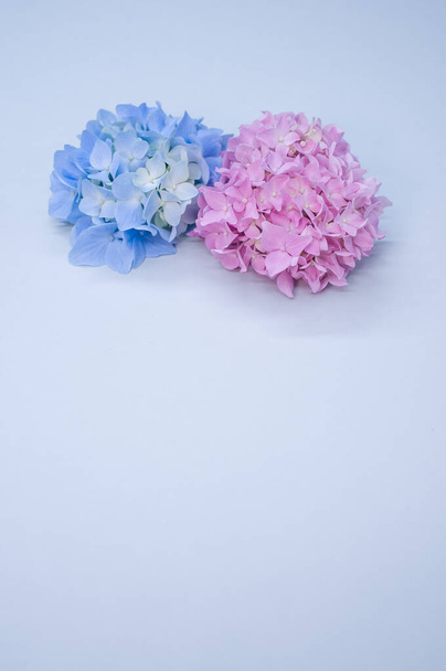 Beautiful pink and blue hydrangeas on a blue background - Fotoğraf, Görsel