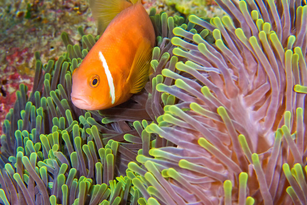 Blackfinned Anemonefish, Amphiprion nigripes, Magnificent Sea Anemone, Heteractis maja, Coral Reef, South Ari Atoll, Maldives, Indian Ocean, Asia - Фото, зображення