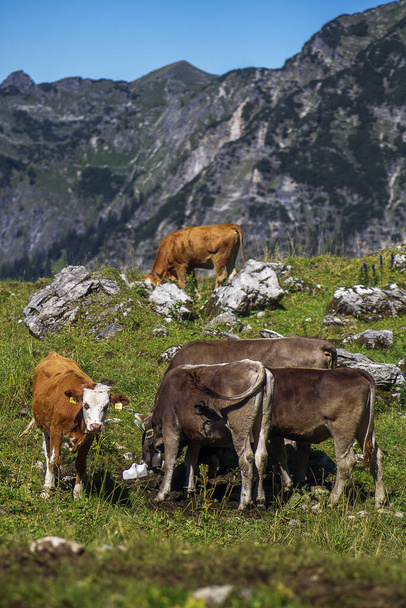 A vertical shot of brown skinny cows grazing in a pasture on a sunny day - Фото, изображение