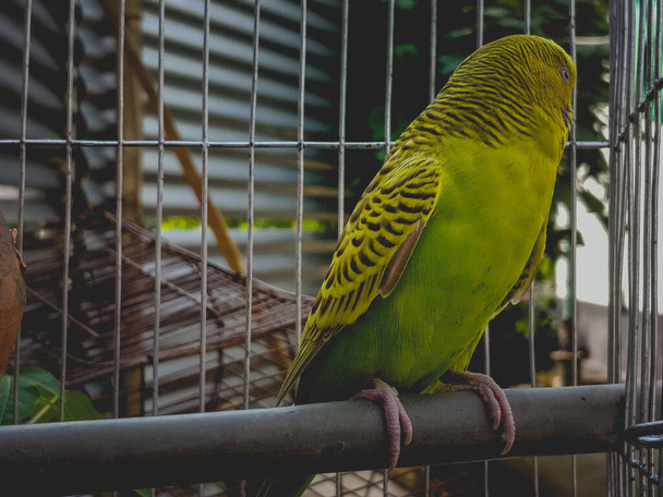 A closeup shot of a budgerigar in a cage - Fotó, kép