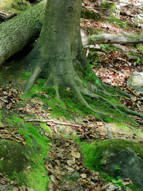A vertical shot of mossy tree roots in a park - Foto, afbeelding