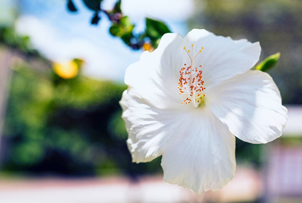Чистый белый цветок гибискуса в Китае - Фото, изображение
