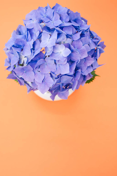 A vertical shot of blue hydrangeas on orange background with a copy space - Foto, immagini