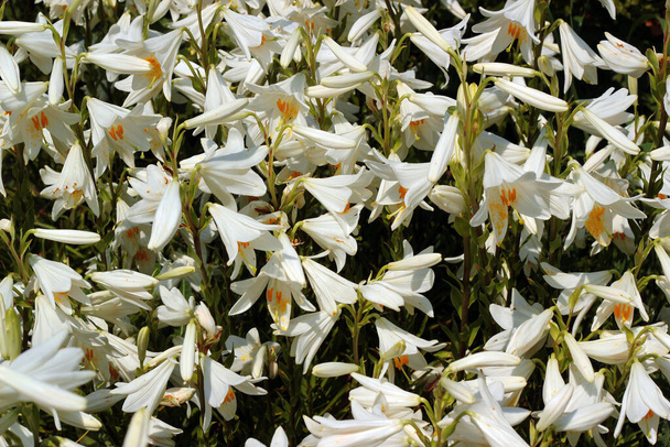 Húsvéti liliom, vagy Lilium longiflorum virágok a kertben - Fotó, kép