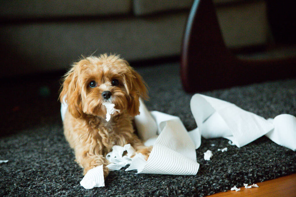 A closeup of an adorable Yorkshire Terrier tearing tissue paper roll indoors - Fotó, kép