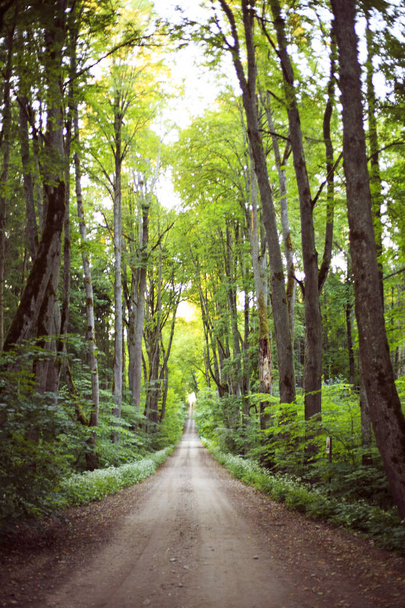A vertical shot of a trail through a bright green forest - Photo, image