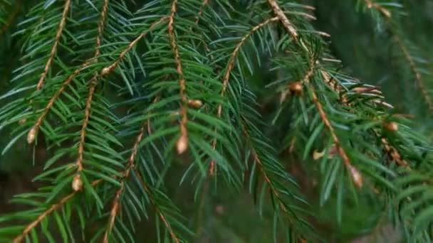 Una rama verde joven de un abeto se balancea en el viento - Metraje, vídeo