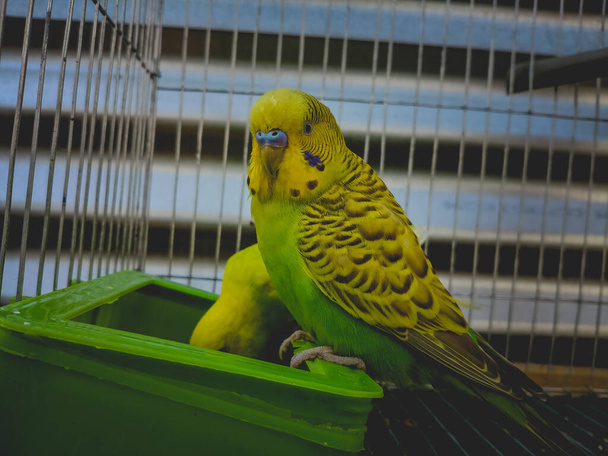 A closeup of funny yellow budgies feeding in the cage - Foto, Bild