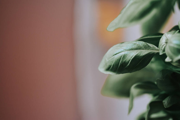 A closeup of fresh green basil leaves - 写真・画像