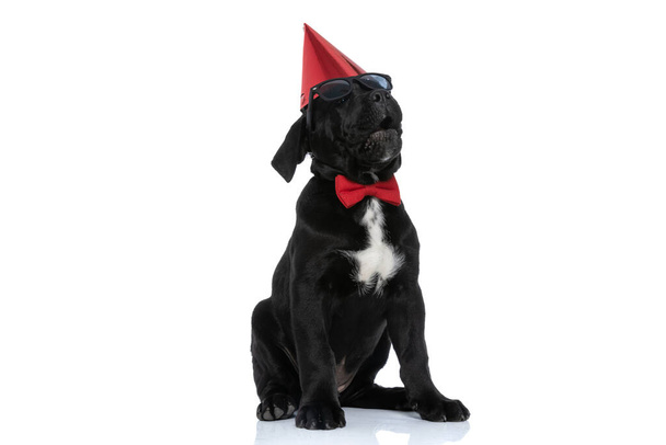 cute cane corso dog wearing a birthday hat, sunglasses and bowtie on white background - Photo, Image
