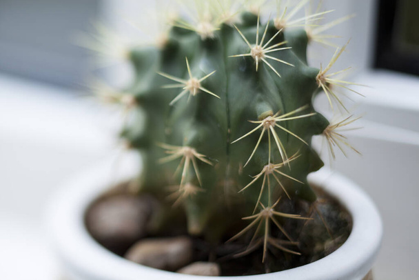 A closeup shot of a small potted cactus - Fotoğraf, Görsel