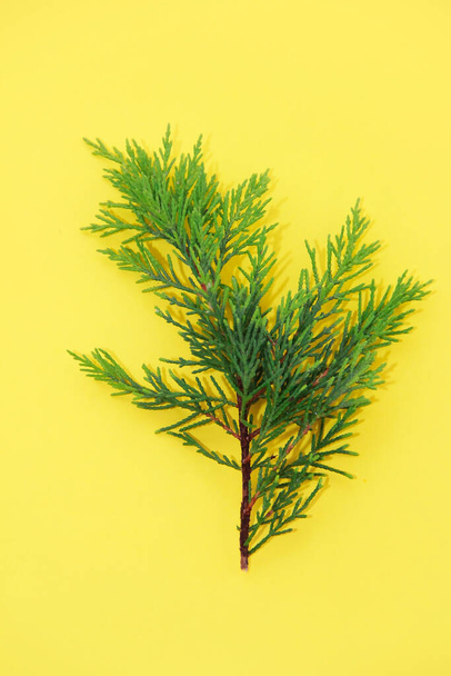 green leaves of the plant on a yellow background - Φωτογραφία, εικόνα