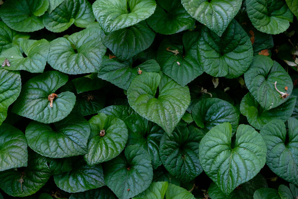 Beyaz Violet 'in arka planı (viola alba) yaprakları. Yeşil canlı duvar. - Fotoğraf, Görsel