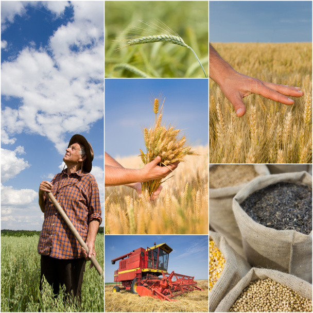 collage agrícola
 - Foto, imagen