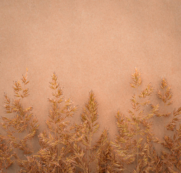 Espiguillas de hierbas sobre fondo vintage marrón con lugar para el diseño - Foto, Imagen