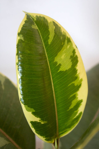 Green and white ficus leaf close up photo. Beautiful textured leaf of variegated ficus elastica. White background.  - Photo, Image
