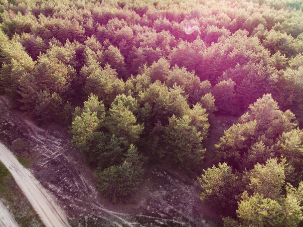 Aerial View Of Green Forest Landscape. Natural Background Of Coniferous Forest. Drone View. Birds Eye View. Top View From High Attitude In Summer Evening. Local responsible travel. Great Outdoors  - Valokuva, kuva