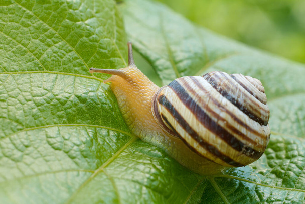 Close-up view of the snail with a shell on a green leaf of grape. Shallow depth of field. Focus on a head of the snail. - Photo, Image