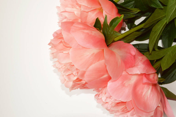 Lush, delicate flowers. Pink peony. background for decoration for holidays, women's day. - Valokuva, kuva