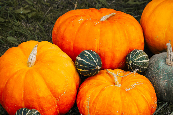 Herbstliches Dekor. Bauernhof-Kürbisse, Kürbis vor dem Hintergrund von Herbstgras - Foto, Bild