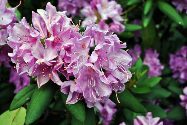 Soft pink fluffy petals rhododendron flowers, green blurry leaves background - Photo, Image