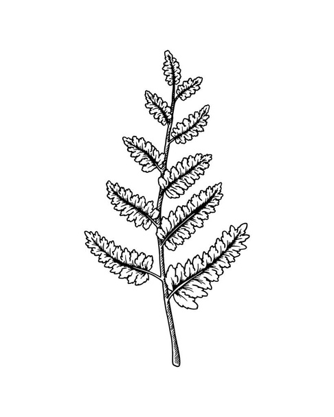 Hand drawn fern branch isolated on white background. Vector illustration in sketch style - Vector, Image