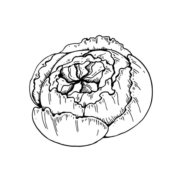 Flor de peônia desenhada à mão isolada no fundo branco. Ilustração vetorial em estilo esboço - Vetor, Imagem