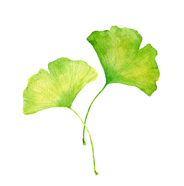 Ginkgo leaves. Water color hand painted illustration - 写真・画像