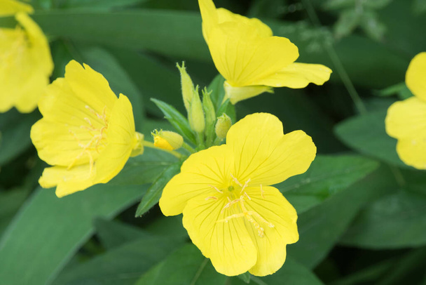Μεγάλα κίτρινα λουλούδια από τα Οινόθηρα σε ένα παρτέρι σε καλοκαιρινό κήπο. Ένα διακοσμητικό και φαρμακευτικό φυτό της Βόρειας Αμερικής. - Φωτογραφία, εικόνα