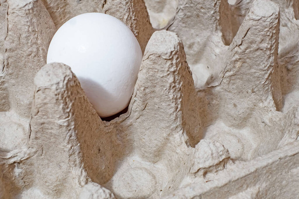 white egg in cardboard egg tray - 写真・画像