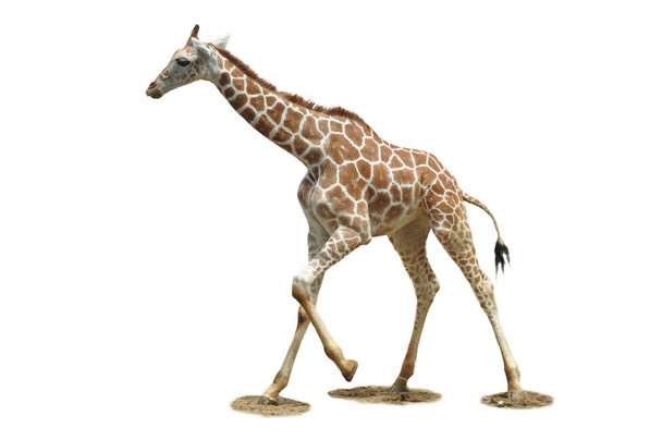 Žirafa - Fotografie, Obrázek