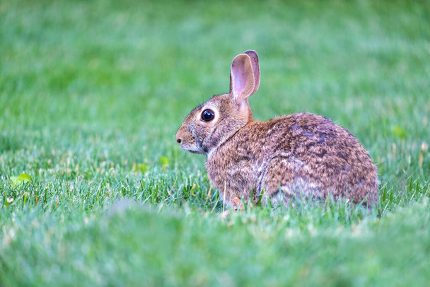 Primer plano de un conejo de cola de algodón oriental sentado en la hierba en un patio trasero - Foto, Imagen