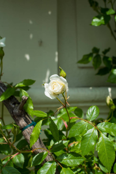 bílý keř růží ve městě - Fotografie, Obrázek